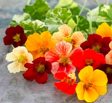 Nasturtium &#39;Alaska Mix&#39; - 6pk