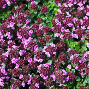 Thyme &#39;Wine &amp; Roses&#39; - 4&quot;