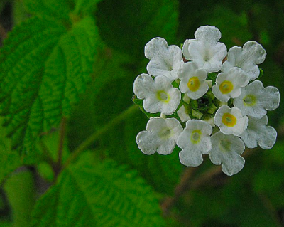 Mexican Oregano (Lippia) - 4&quot;