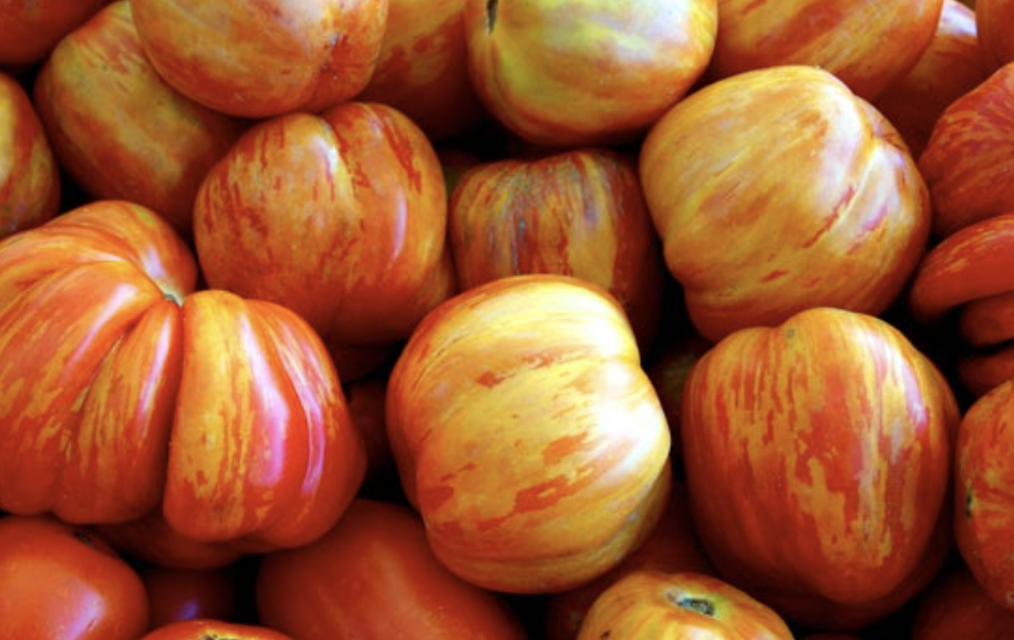 Tomato &#39;Old German&#39; OG - 4&quot;
