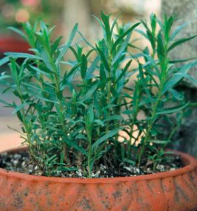French Tarragon