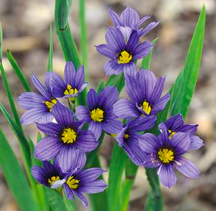 Moody Blues- Sisyrinchium 1gal