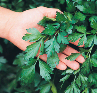 Italian Giant Parsley