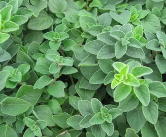 Oregano &#39;Hot &amp; Spicy&#39; - 4&quot;