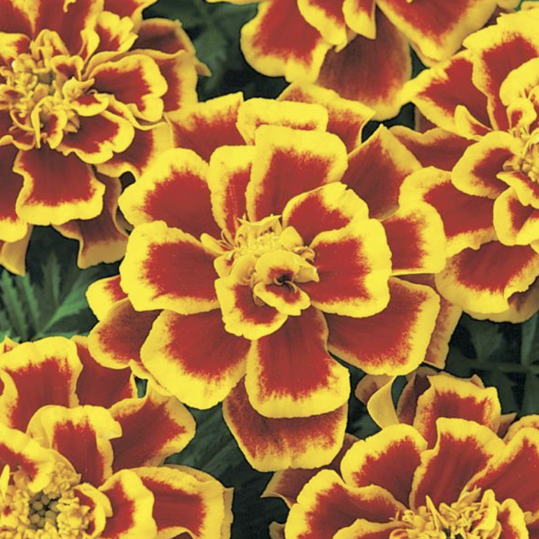 Marigold Durango Mix - 4&quot;