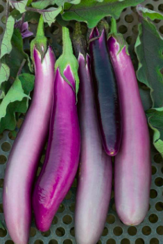 Eggplant &#39;Ping Tung Long&#39; - 4&quot;