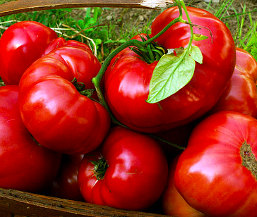 Tomato &#39;Brandywine Red&#39; - 4&quot;