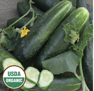 Persian Cucumber Seeds