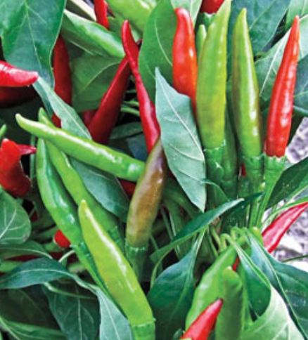 Thai Super Hot Pepper - 4&quot;