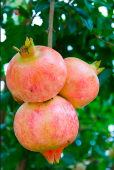 Pomegranate &#39;Eversweet&#39; - 1g