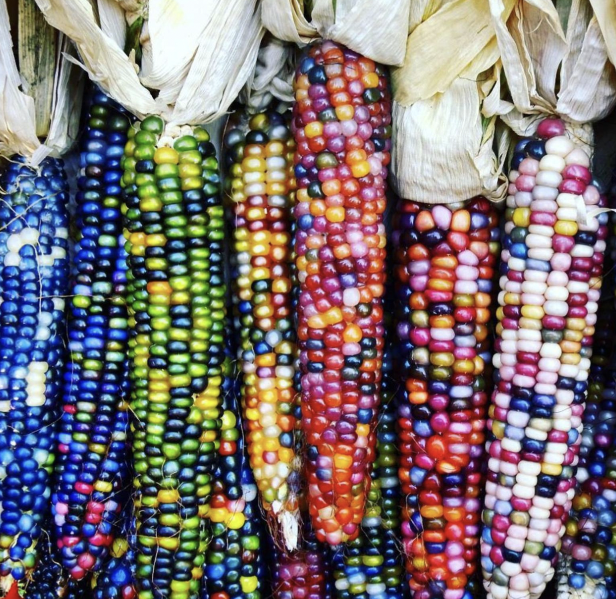 Rainbow Indian Corn seeds