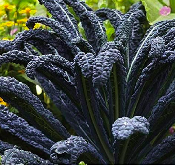 Black Magic Kale
