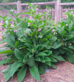 Comfrey
