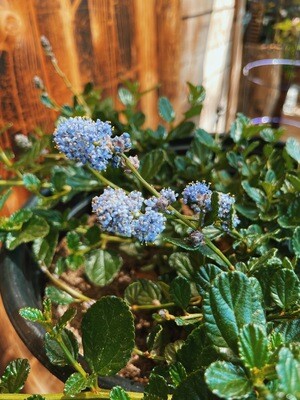 Concha California Lilac (ceanothus) - 5 gal