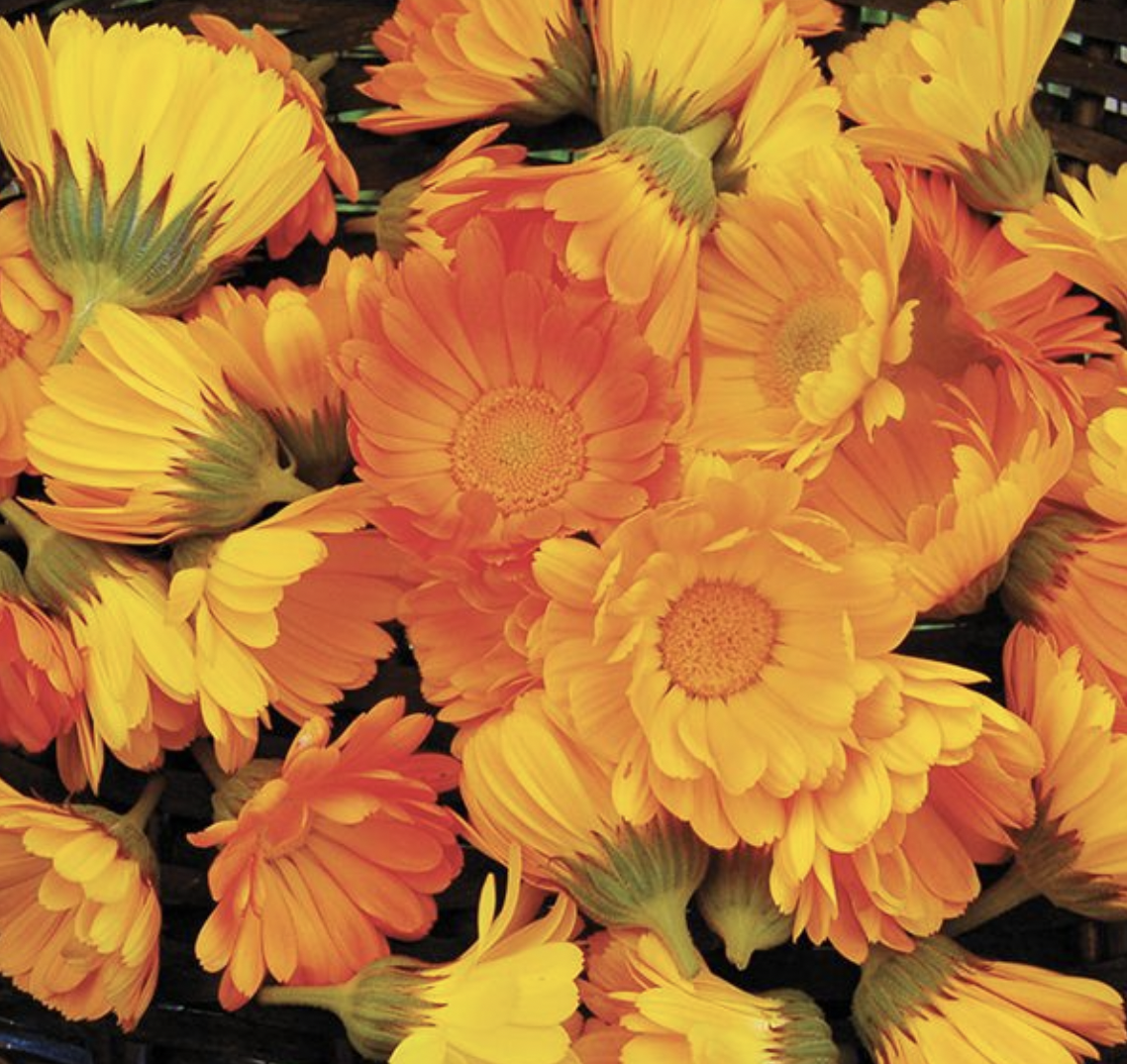 Heirloom Calendula (medicinal) - 4&quot;