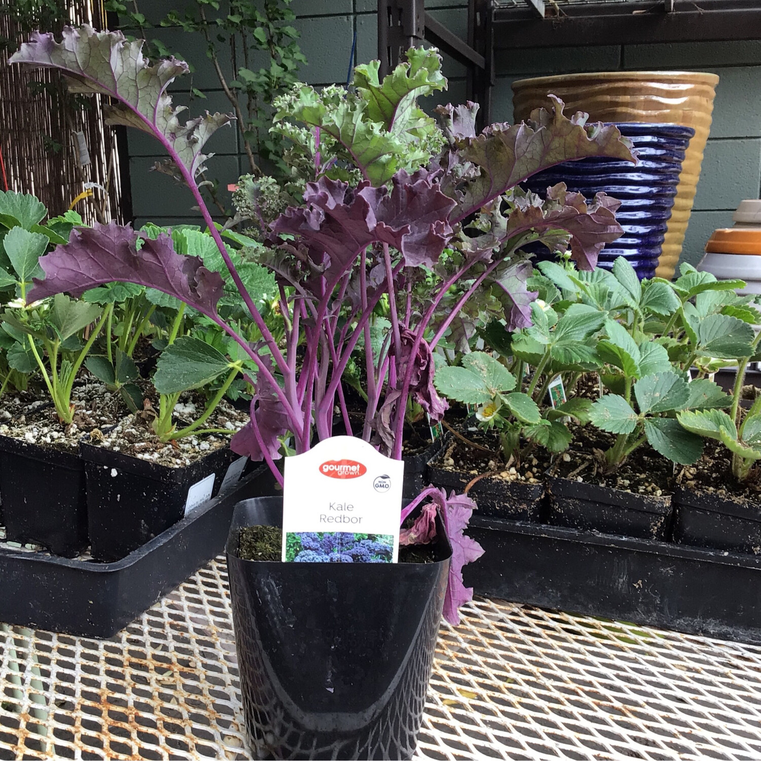 Kale Redbor -4&quot;