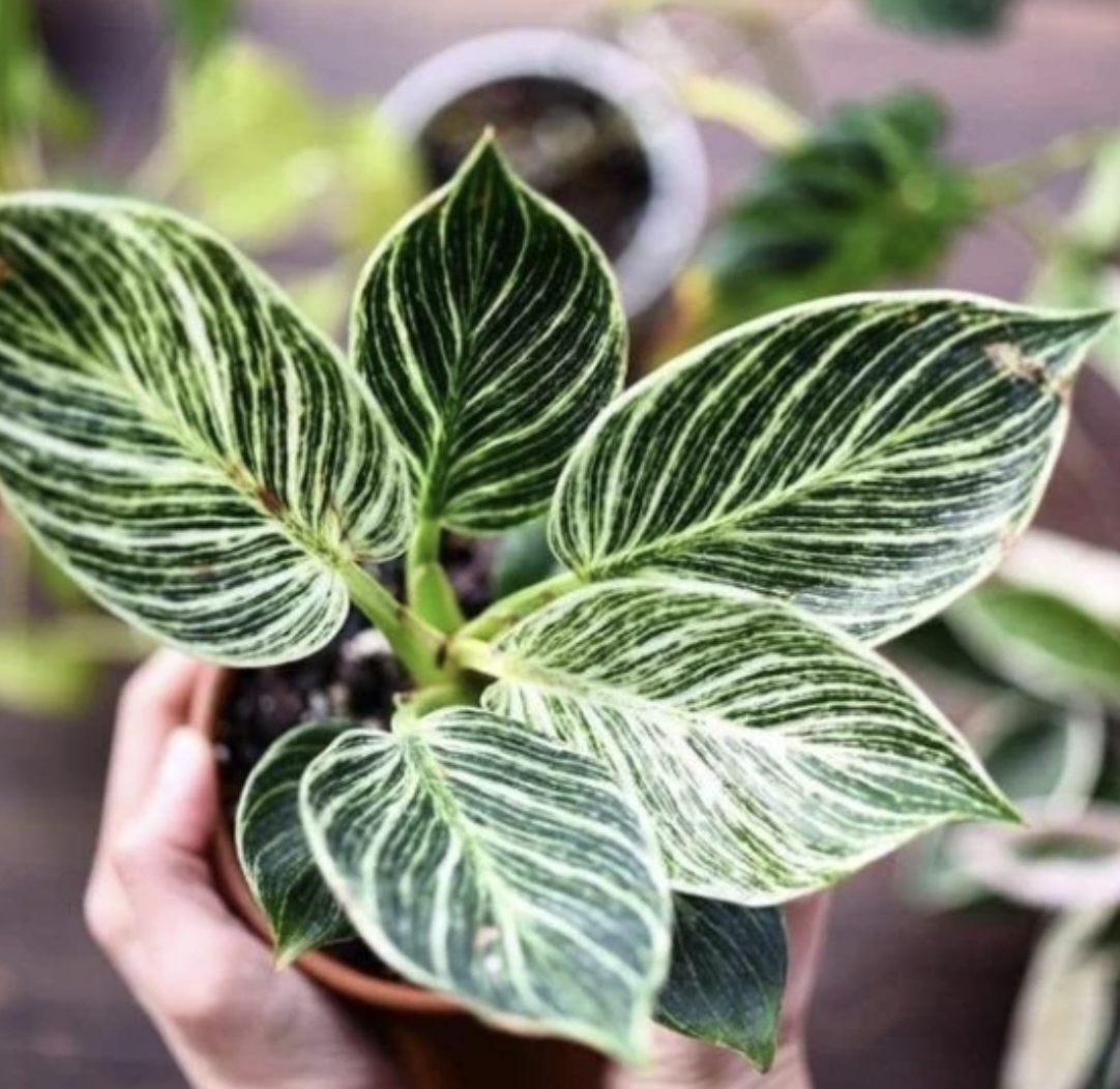 Philodendron Birkin - 4&quot;