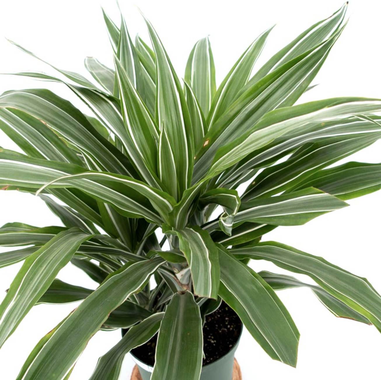 Dracaena Warneckii - 06&#39;&#39; 