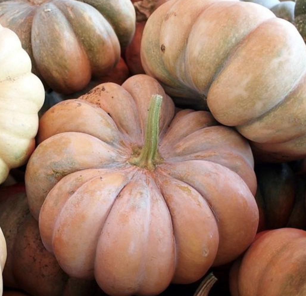 Pumpkin &#39;Fairytale&#39; - 4&quot;