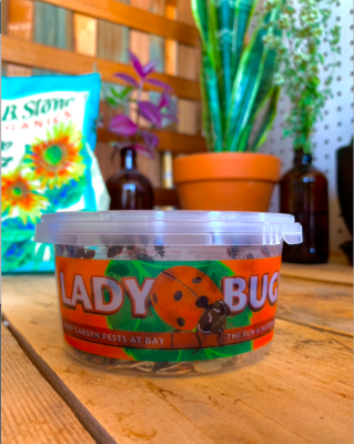 LADYBUGS 500CT