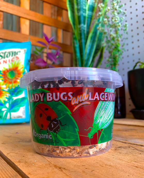 Ladybugs &amp; Green Lacewings - 500 &amp; 1000 ct