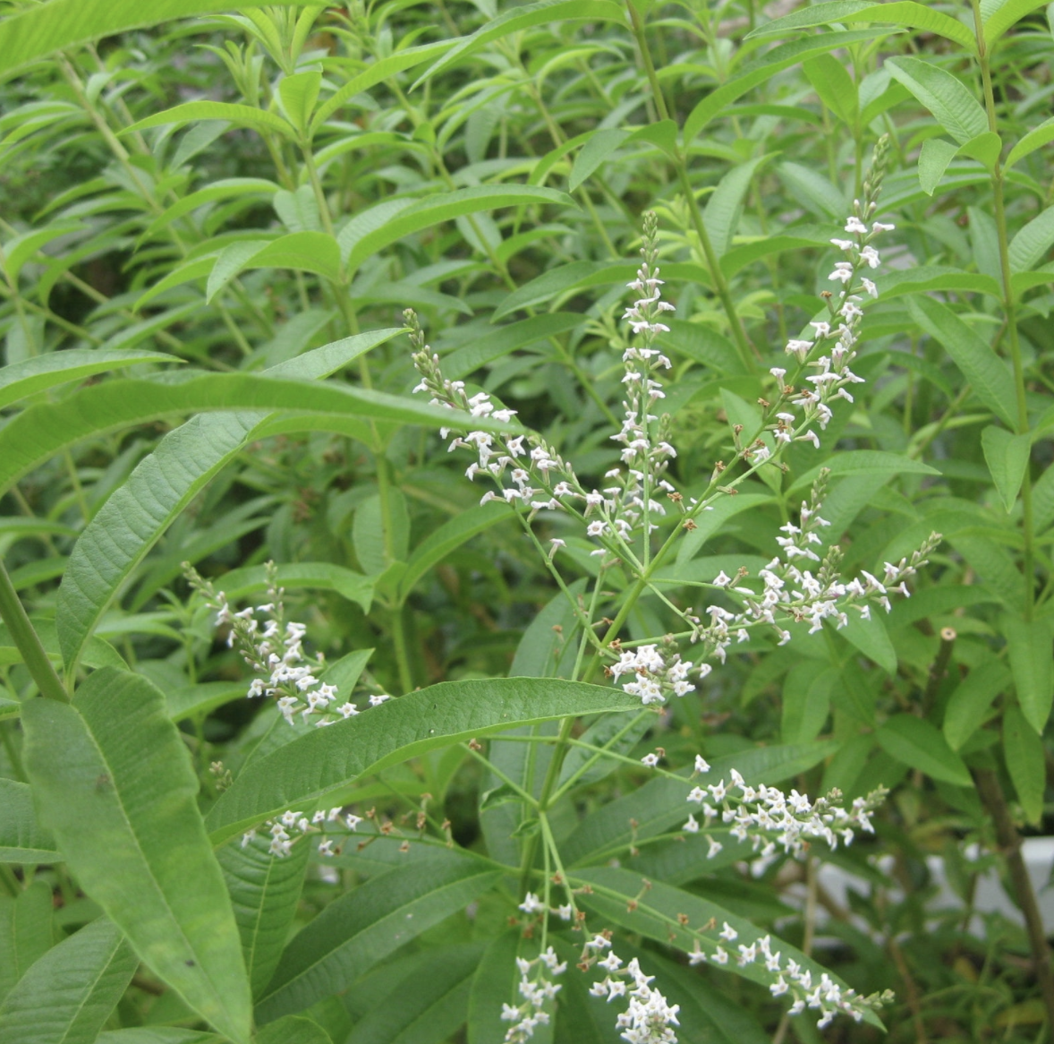 Lemon Verbena - 1 gal (Aloysia Triphylla)