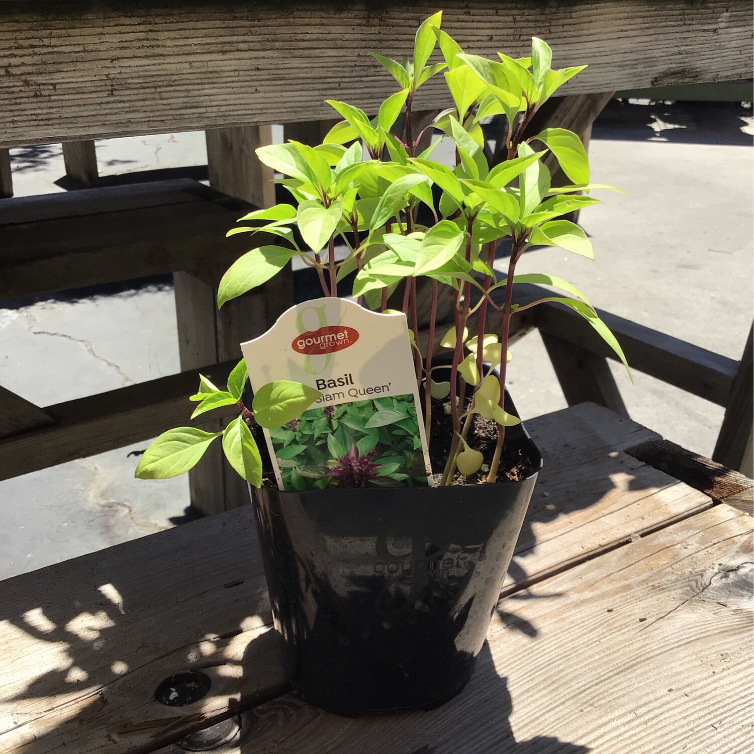 Thai Basil &#39;Siam Queen&#39; - 4&quot;