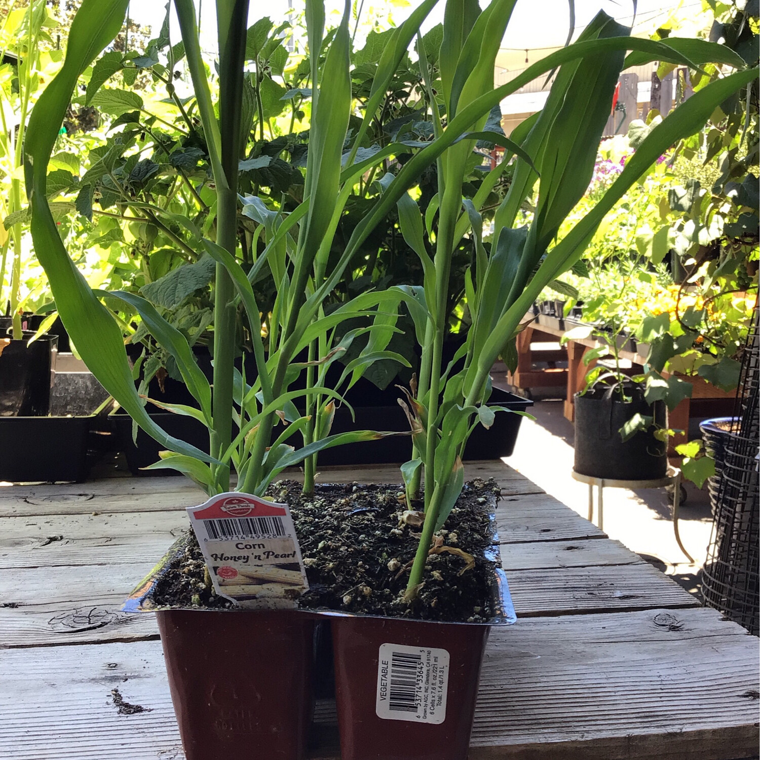 Corn &#39;Honey and Pearl&#39; - 6pk