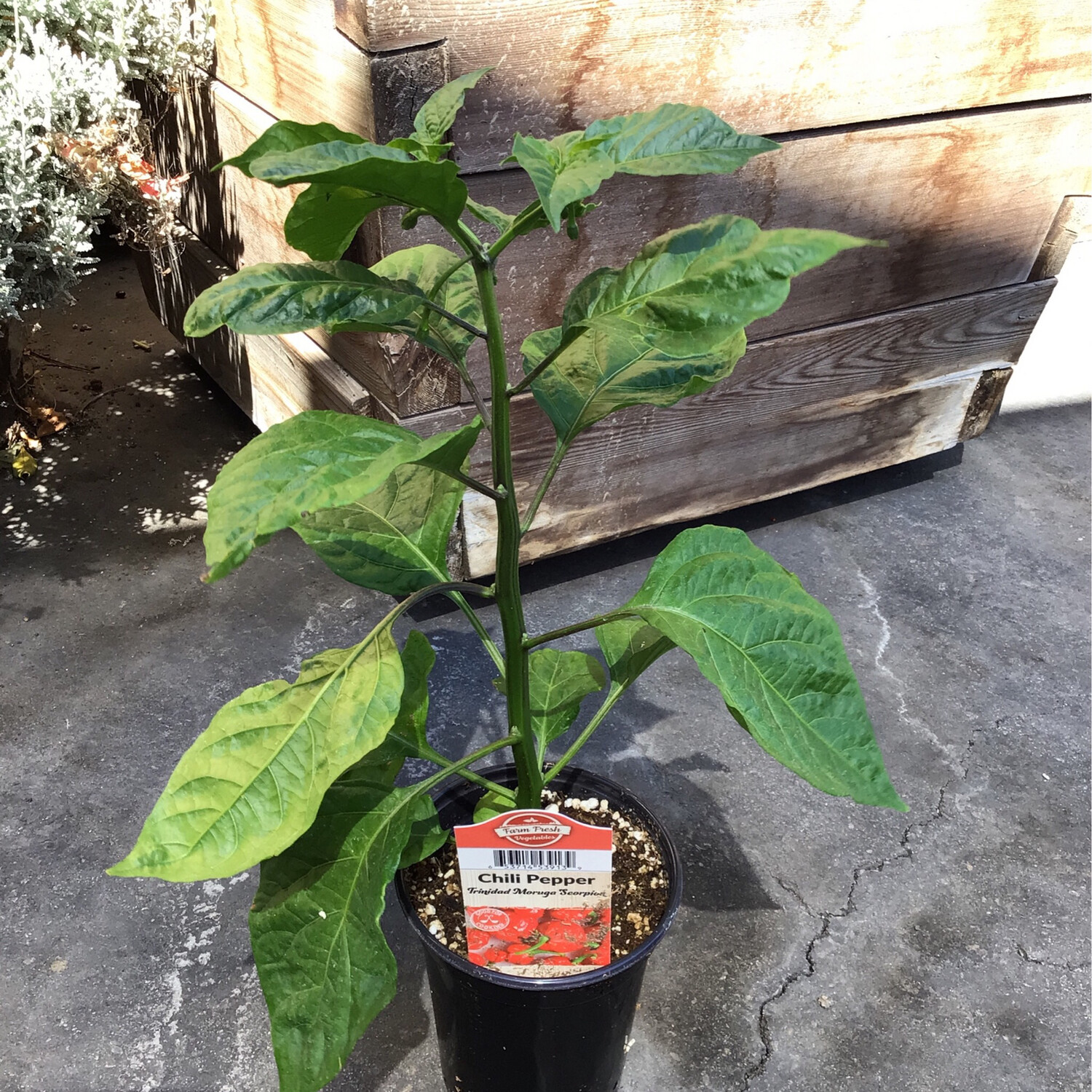 Chili Pepper &#39;Butch T Trinidad Scorpion&#39; - 4&quot; (CG)