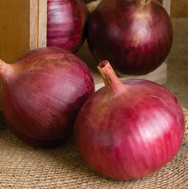 Onion &#39;Cabernet Red&#39; OG -6pk