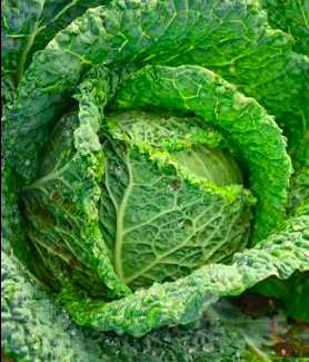 Cabbage Napa &#39;Savoy Perfection&#39; - 6pk