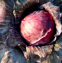 Cabbage &#39;Mammoth Red Rock&#39; OG - 4&quot;