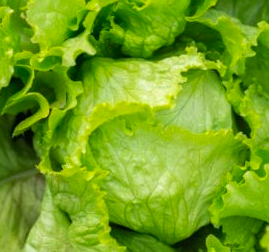 Lettuce &#39;Iceberg Crisipio&#39; - 6pk
