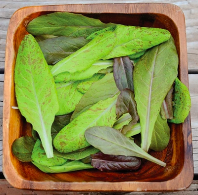 Lettuce &#39;Garden Heirloom Blend&#39; OG - 6pk