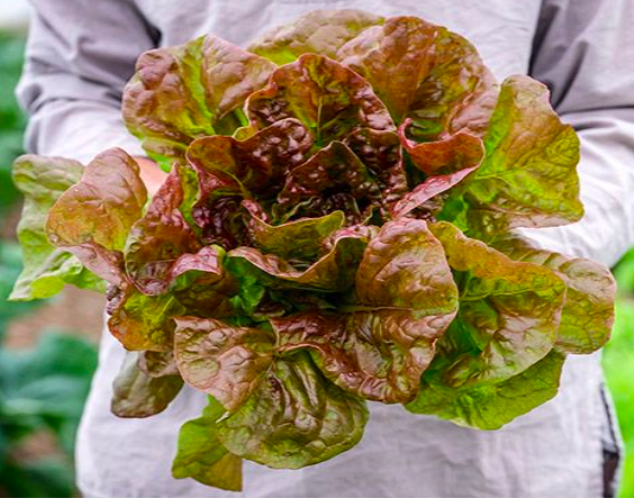 Lettuce &#39;Merveille des Quatre Saison&#39; OG - 6pk