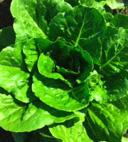 Romaine Lettuce &#39;Paris Isle&#39; OG - 6 pack