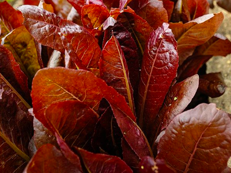 Romaine Lettuce &#39;Rouge De Hiver&#39; - 6pk