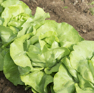 Lettuce &#39;Butterhead Mirlo&#39; OG- 6pk