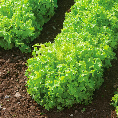Lettuce &#39;Green Salad Bowl&#39; OG - 6pk