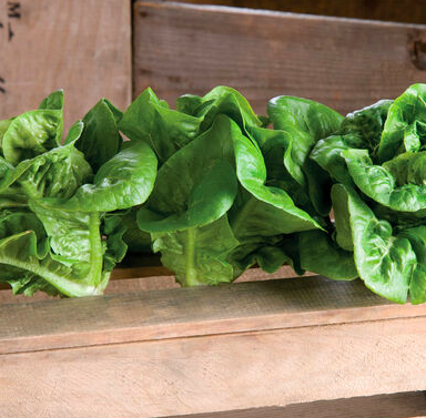 Bibb Lettuce &#39;Bambi&#39; - 6pk