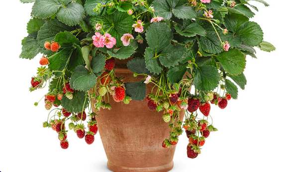 Strawberry &#39;Summer Breeze Cherry&#39; - 4&quot;