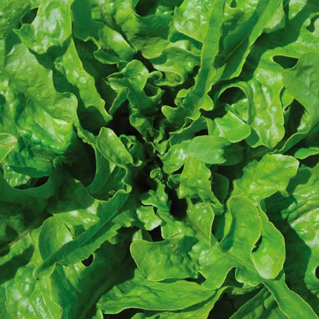 Lettuce &#39;Green Oak Leaf&#39; - 6pk