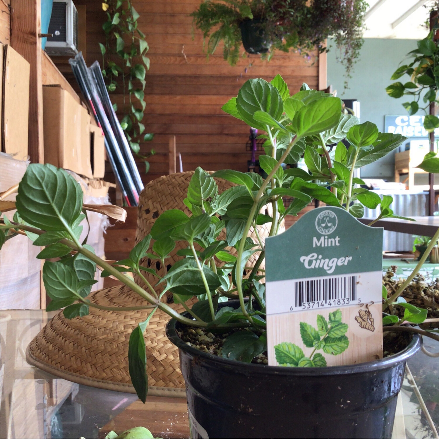 Mint &#39;Ginger&#39; - 4&quot;