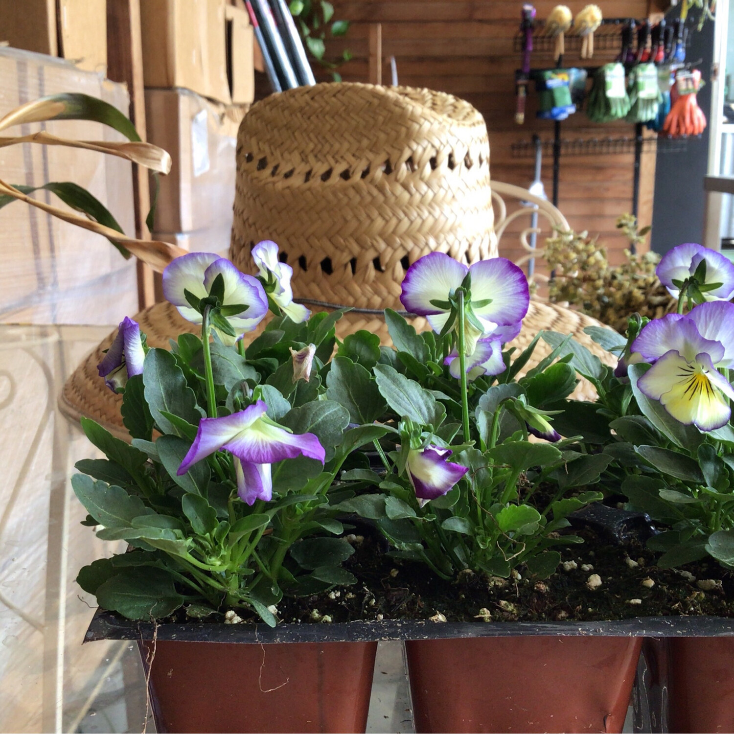 Viola Mix - 6 pk