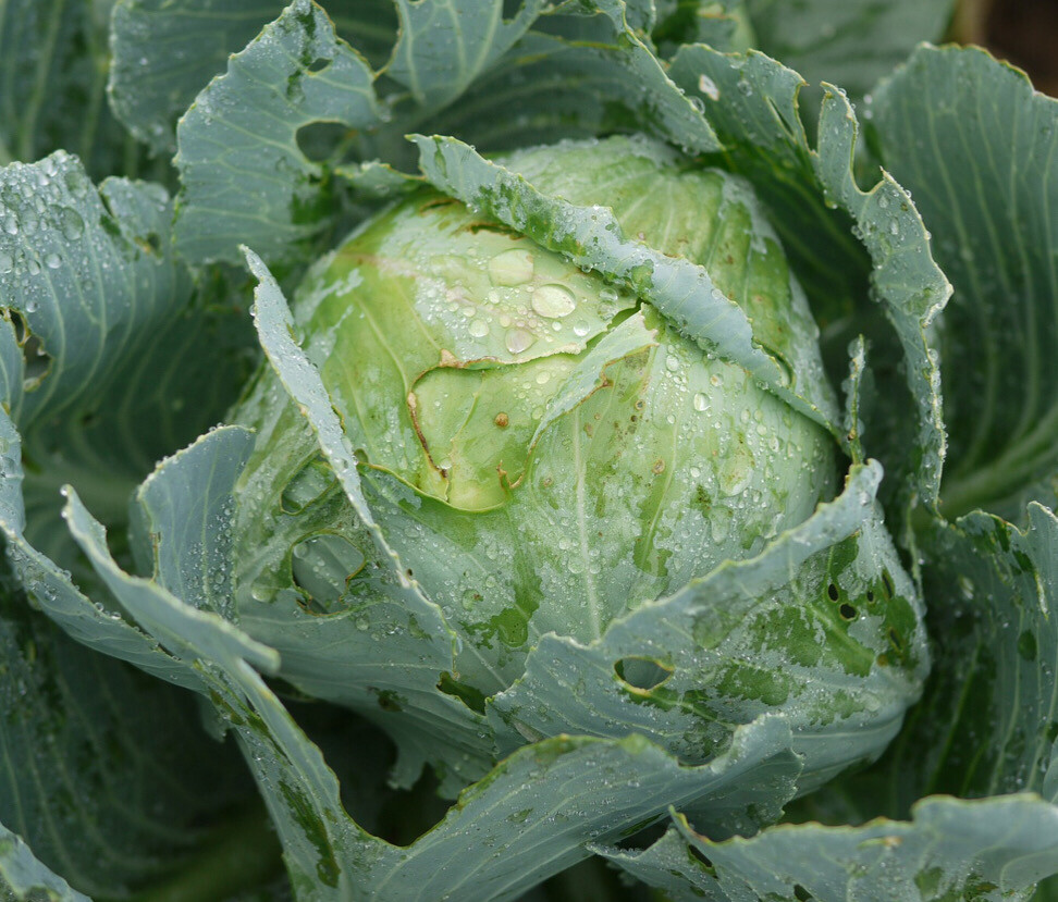 Cabbage &#39;Sauerkraut&#39;