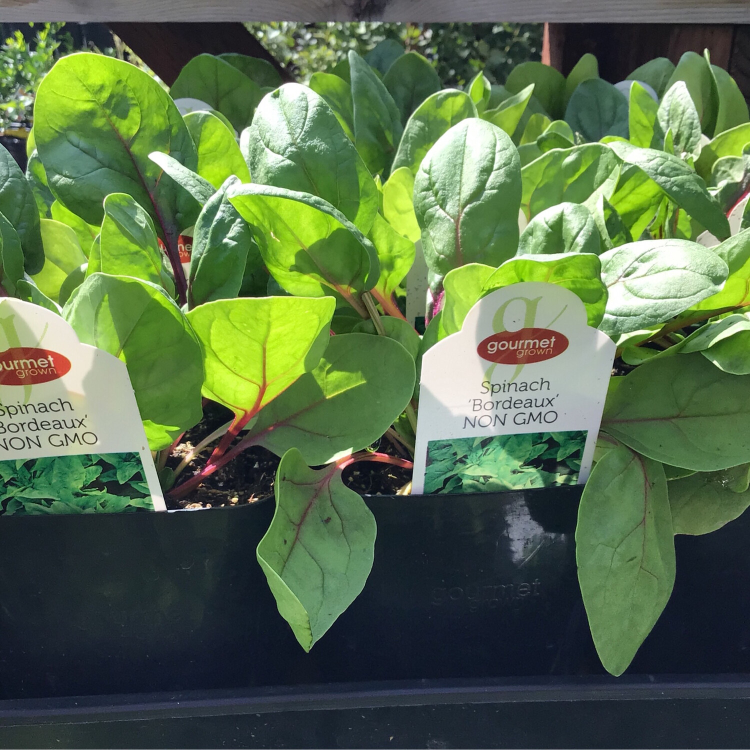 Spinach Bordeaux