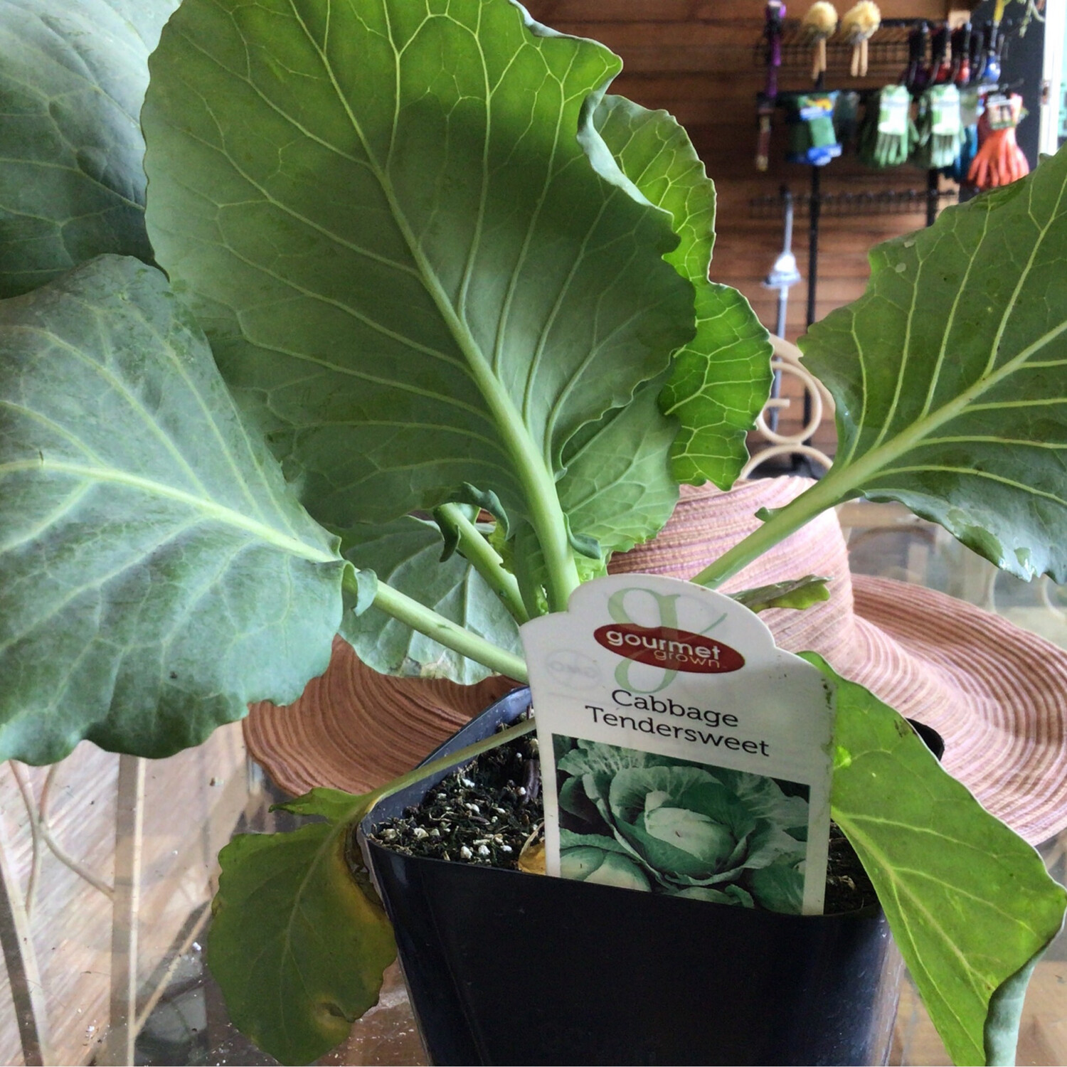 Cabbage &#39;Tendersweet&#39; - 4&quot;