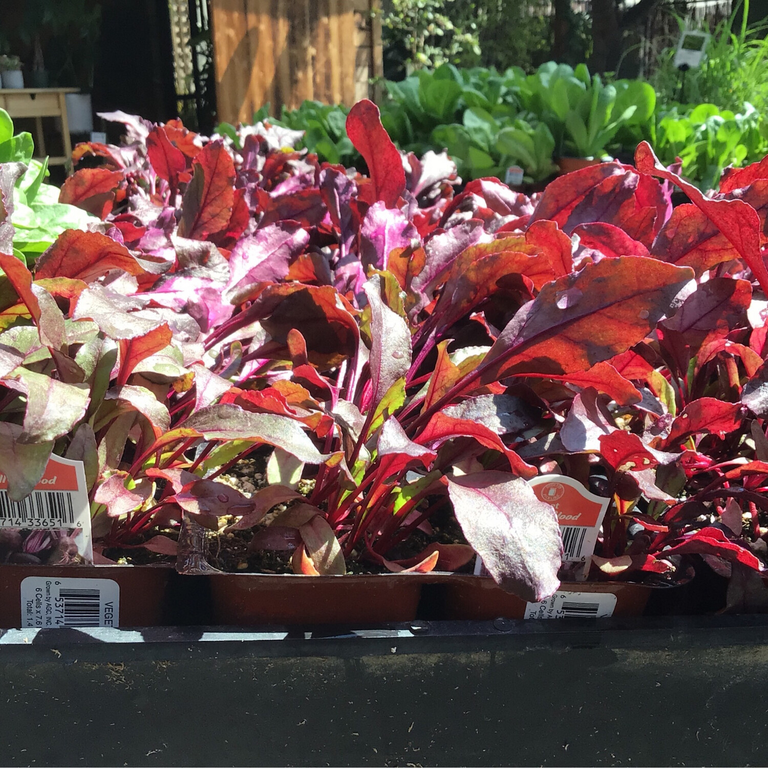 Beet &#39;Bull&#39;s Blood&#39; - 6pk