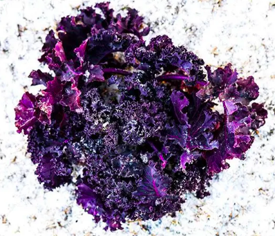 Kale &#39;Scarlet&quot; - 6pk