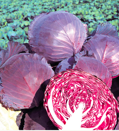 Cabbage &#39;Ruby King&#39;